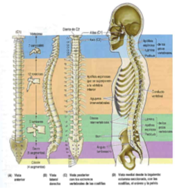 figura1
