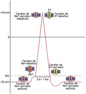 Figura1