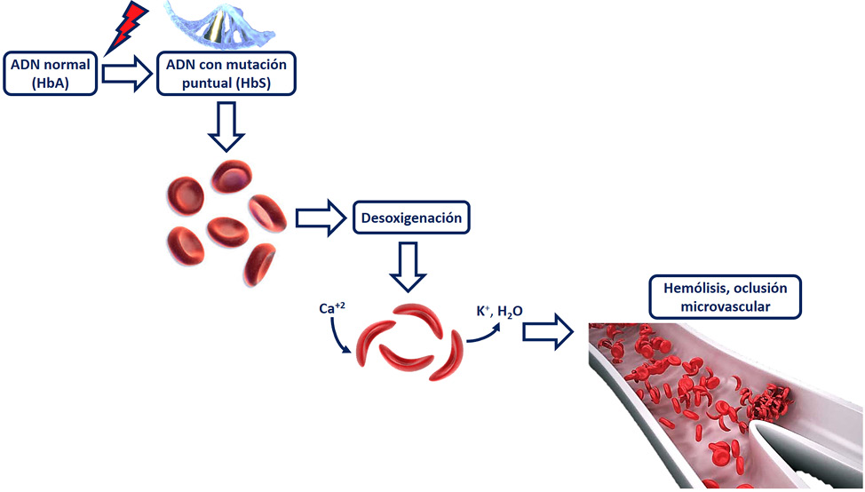 D:\ACAD\EV\Proyectos\CEMPA\Hematología\Anemias\Manuscrito a presentar\Figura 2 ACF (ok).tif